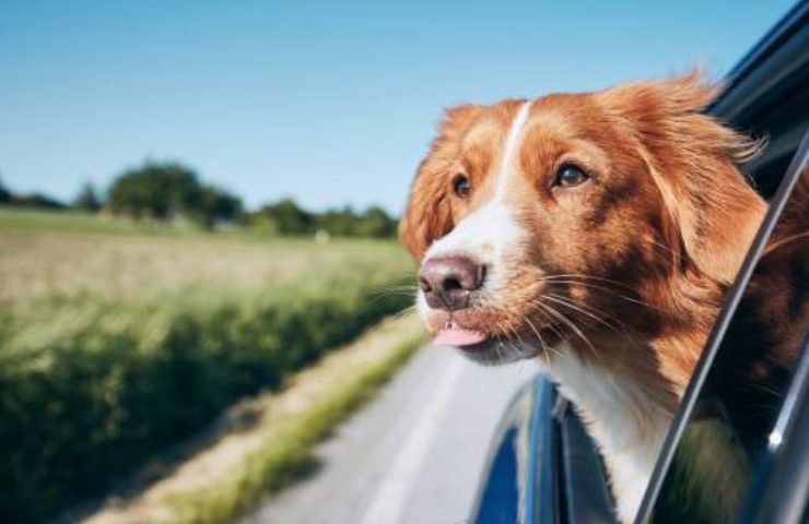 rischi animali in auto