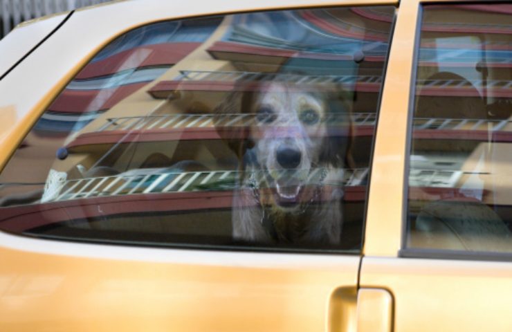 cane in auto come trasportarlo